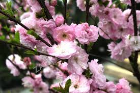 Image result for mandloň trojlaločná