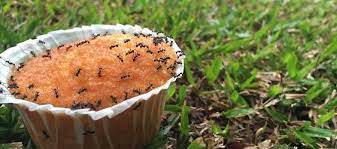 I have spent many years reviewing illinois and downers grove, and i recommend the following Don T Let Ants Ruin Your Summer In Downers Grove Il Anderson Pest Solutions