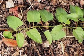 Image result for Cissus integrifolia