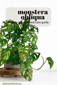 How To Care For Monstera Obliqua A Complete Guide In 2020 Plants Monstera Obliqua Cheese Plant