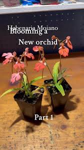 Image result for Habenaria indiana