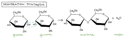 Introduction To Macromolecules Article Khan Academy