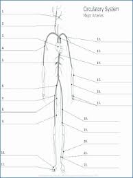 Bodytomy provides a labeled iliac artery diagram to help you understand the anatomy and function of the common iliac. Anatomy Labeling Worksheets Pdf Of 50 Circulatory System Worksheet Pdf Free Templates