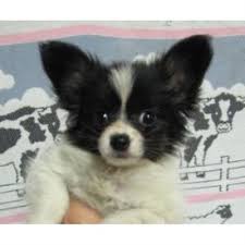 I'm selling my lap top. Papillon Puppies For Sale In Florida For 100 Nar Media Kit