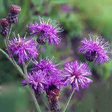 Image result for Vernonia