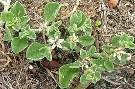 Image result for Galenia procumbens