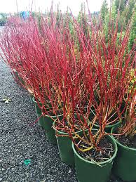 We did not find results for: Prairie Fire Red Twig Dogwood For Sale Online The Tree Center