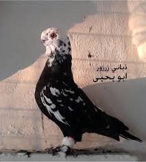 Egyptian Pigeons Guzel Kuslar Hayvanlar Hayvanlar Alemi