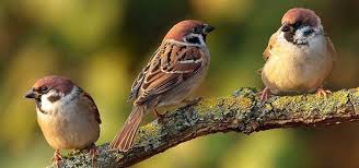 Sound Of Birds Chirping In The Morning Mp3 Free Download Birds Singing Free Sound Effects Animal Sounds