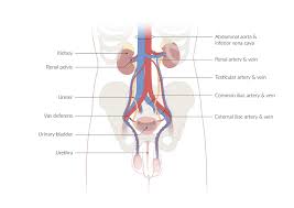 This is also known as the medial compartment of the thigh that consists of the adductor muscles of the hip or. Overview Of The Urinary Tract Amboss