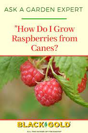 How Do You Start Raspberries From Canes Growing Raspberries Raspberry Plants Raspberry Canes