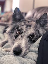Australian shepherdhusky mixed with a whole lotta cute : rrarepuppers