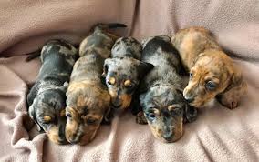 Mini dachshunds weigh under 11 pounds while a. Miniature Dapple Dachshund Puppies For Sale Treharris Merthyr Tydfil Pets4homes