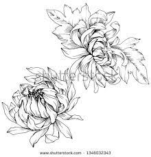 Stock Vector Vector Chrysanthemum Floral Botanical Flowers Wild Spring Leaf Wildflower Isolated Black And W Botanical Flowers Chrysanthemum Floral Botanical