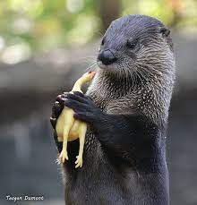 So You Humans Consider This Thing Comedy Huh Otters Hashtags Otters Otters Cute Cute Funny Animals