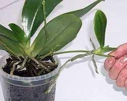 Q I Have This Strange Growth On The Flower Stem Of My Orchid What Is It Orchid Propagation Orchid Care Growing Orchids