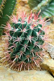 Devil`s tongue barrel, ferocactus latispinus. Ferocactus Latispinus Devil S Tongue Barrel Buy Seeds At Rarepalmseeds Com