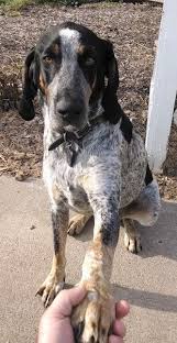 Shop for or post a free classified ad in our coonhound puppies for sale section. Bluetick Coonhound Dog Breed Information And Pictures