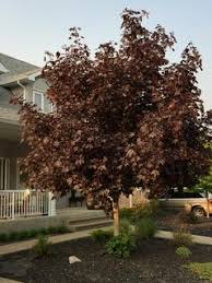 Deciduous Trees