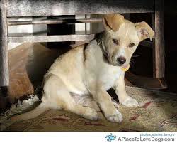 Black And White Jack Russell Terrier Lab Mix Lab Jack Russell Mix Rescue Puppies Puppies Jack Russell