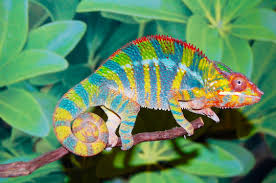 Image result for chameleon has a tongue that is 1.5 times the length of its body!