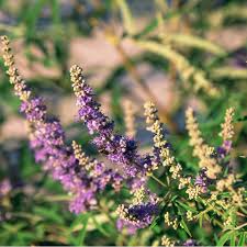 Image result for Vitex amaniensis