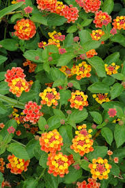 Image result for Lantana camara