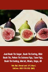 Nikmati video buah tin segar eksklusif serta film populer dan acara tv. Harga Buah Tin Segar Kering April 2021 0857 1716 3152 Im3 Buah Pohon Buah Daun