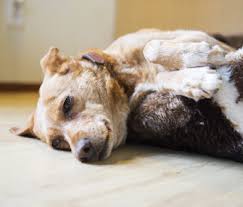 If your dog has cancer, you need this book! Pancreatitis In Dogs