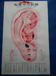 Us 8 9 Standard Ear Acupoints Chart Ear Acupuncture Massage Wall Chart Chinese And English Acupuncture Chart In Massage Relaxation From Beauty