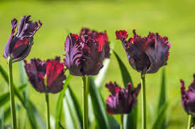 Check spelling or type a new query. Parrot Tulips Garden Guide Care Tips Shopping Links And Pictures Garden Tabs