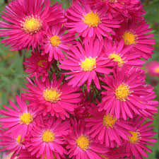 Aster novi-belgii 'Winston S. Churchill' (Symphyotrichum novi-belgii  'Winston S. Churchill')