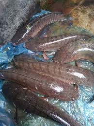 Bagi makan anak ikan keli | ternak ikan keli dalam kolam tanah. Jual Ikan Sembilang Hidup Ikan Sembilang Dan Ikan Keli