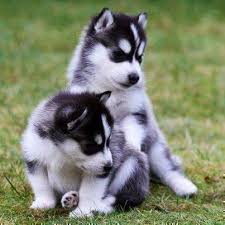 northern ireland siberian husky puppies for sale siberian husky puppies husky siberian husky