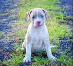 American Bully Puppies for Sale - Next Day Pets