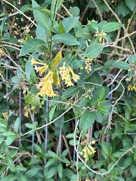 Image result for Cestrum