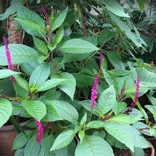 Image result for Phytolacca