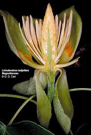 Image result for Magnoliaceae