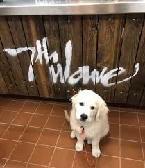 They are very in touch with their animals' needs and preferences, and the behaviorist we interviewed. Massachusetts Taprooms That Let You Bring Your Dog Inside Mass Brew Bros