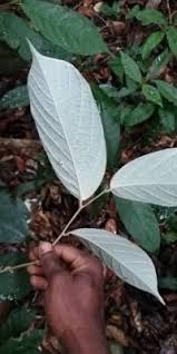 Image result for Afrostyrax