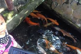 Eksternal yang terdapat dalam usaha budidaya ikan hias koi di daerah penelitian. Yuk Pelihara Ikan Koi Di Selokan Depan Rumah