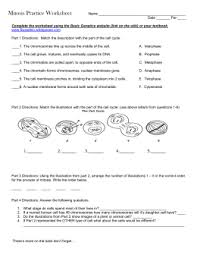 The strength that helps us be successful comes from picking a the best decisions and powerful. 29 Mitosis Review Worksheet Answers Free Worksheet Spreadsheet