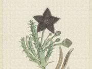 Image result for Tridentea