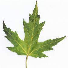 Maple Leaf Ecosia Trees To Plant Silver Maple Leaf Plant Leaves