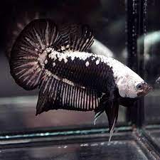 Black samurai hmpk gender : Live Betta Fish Black Samurai Halfmoon Plakat Hmpk Male 165 Aquarium Fish For Sale Fish Live Aquarium Fish