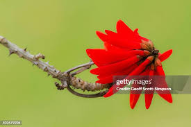 Image result for Erythrina abyssinica