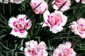 Dianthus Candy Floss Pp 15 903 Carnation Flower Candy Floss Flowers