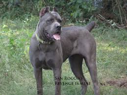 Ukpets found the following cane corso for sale in the uk. Dog Blue Color Cane Corso Page 1 Line 17qq Com
