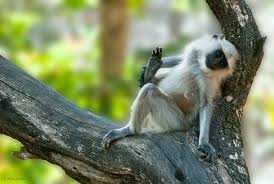 What S The Difference Between Monkeys And Apes Animals Monkey Species Apes