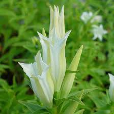 Image result for Gentiana asclepiadea alba